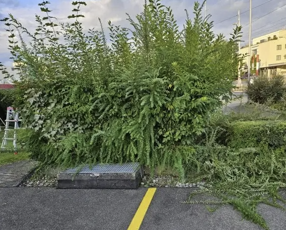 Gartenpflege & Hauswartung Marcel Kindler